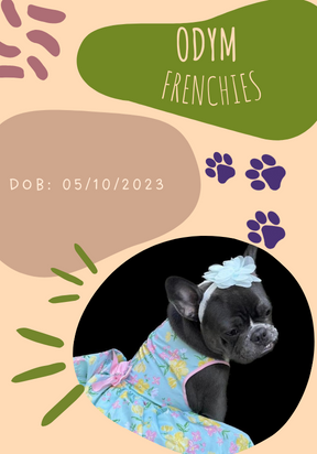 Odym Frenchies